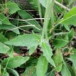 Hieracium lachenalii Blad