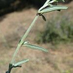 Helianthemum apenninum Leaf