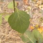 Solanum chenopodioides Лист