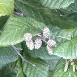 Alnus serrulata Fruto