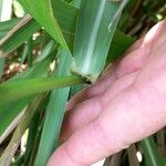 Paspalum paniculatum Bark