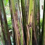 Musa basjoo പുറംതൊലി