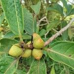 Ficus maxima Froito