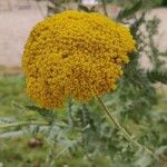 Achillea filipendulinaപുഷ്പം