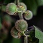 Solanum quitoense Fruit