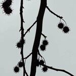 Liquidambar styraciflua Mbuma