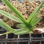 Maxillaria camaridii Leaf