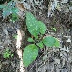 Pulmonaria saccharata 叶