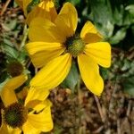 Rudbeckia nitida പുഷ്പം