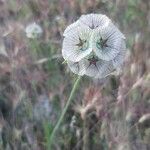 Lomelosia stellata Fula
