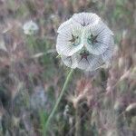 Lomelosia stellata Flower