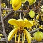 Cassia abbreviata Oliv.Flower