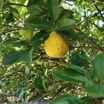 Citrus maxima Fruct