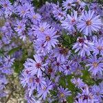 Symphyotrichum cordifolium Virág