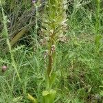 Himantoglossum hircinumFlors