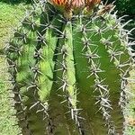 Ferocactus herrerae Habitatea