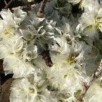 Paronychia capitata പുഷ്പം