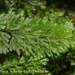 Hymenophyllum tunbrigense Yaprak