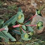Euphorbia isatidifolia Muu