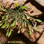 Asplenium seelosii Прочее