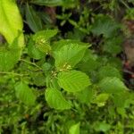 Corylus americana Yaprak
