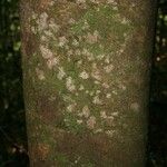 Neocalyptrocalyx maroniensis 樹皮