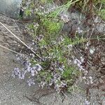 Chromolaena hirsuta Hoja
