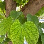 Bauhinia purpurea Folla