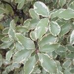 Pittosporum tenuifoliumBlad