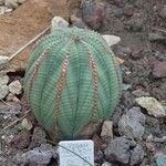 Euphorbia obesa पत्ता