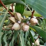 Hakea laurina Φρούτο