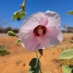 Gossypium australe