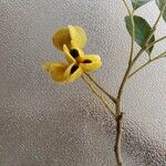 Cupania guatemalensis Kvet