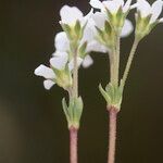 Androsace obtusifolia Kvet