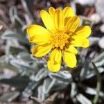 Jacobaea uniflora Flower