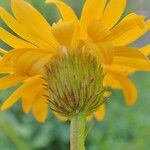 Haplopappus glutinosus Flower