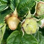 Rubus idaeus Fruit