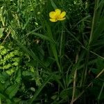 Ranunculus lingua 花
