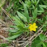 Talinum arnotii Flor