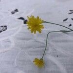 Scorzoneroides autumnalis Flower