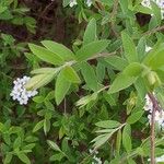 Spiraea chamaedryfolia Лист