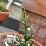 Colletia paradoxa Лист