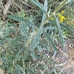 Senecio pterophorus Leaf