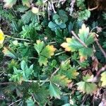 Potentilla crantzii Feuille