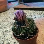 Stenocactus multicostatus Corteza