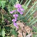 Neustanthus phaseoloides फूल