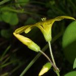 Oxalis grandis പുഷ്പം