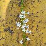 Citharexylum myrianthum Blüte