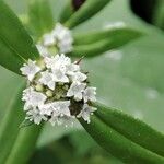 Spermacoce remota Flower