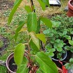 Aristotelia chilensis Fuelha